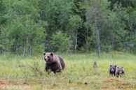 Finlandia 2014 - Gli orsi, ancora!