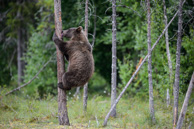 Finlandia 2014 - Gli orsi, ancora!