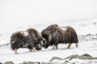 Norvegia 2016 - Musk Ox nel Dovrefjell National Park