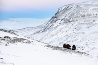 Norvegia 2016 - Musk Ox nel Dovrefjell National Park